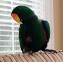 Dr. Patel's Parrot, Kiko, offering Pet Therapy