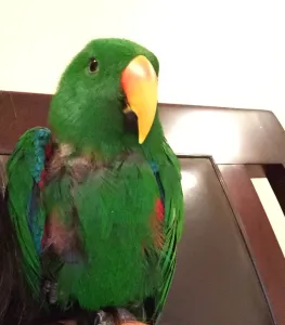 Dr. Patel's Parrot, Kiko, offering Pet Therapy